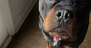 Panzer joined the competition — help win amazing prizes! dog, rottweiler, puppy, floor, wooden_floor, indoor, pet, animal, looking_up, curious, black_fur, brown_fur, collar, canine, domestic_animal, young_dog, adorable, companion, house, light