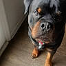 dog, rottweiler, puppy, floor, wooden_floor, indoor, pet, animal, looking_up, curious, black_fur, brown_fur, collar, canine, domestic_animal, young_dog, adorable, companion, house, light