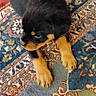 Panzer is registered to the contest to win money with this photo: puppy, rottweiler, dog, pet, lying_down, carpet, rug, indoor, floor, animal, cute, young_dog, fur, black, tan, patterned_rug, home, cozy, curious, small