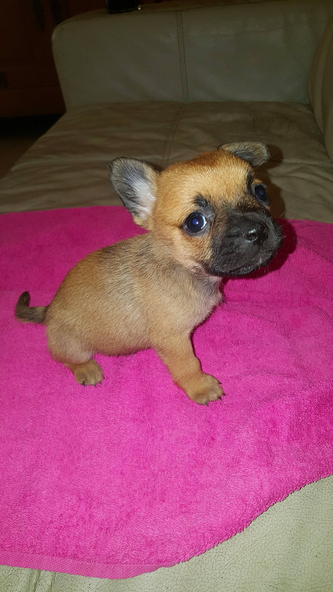 Léa a rejoint le concours — aidez-le/la à gagner de superbes lots ! carnivoran, chihuahua, companion_dog, corgi_chihuahua, dog, dog_breed, dog_breed_group, dog_like_mammal, fawn, puppy, snout, toy_dog