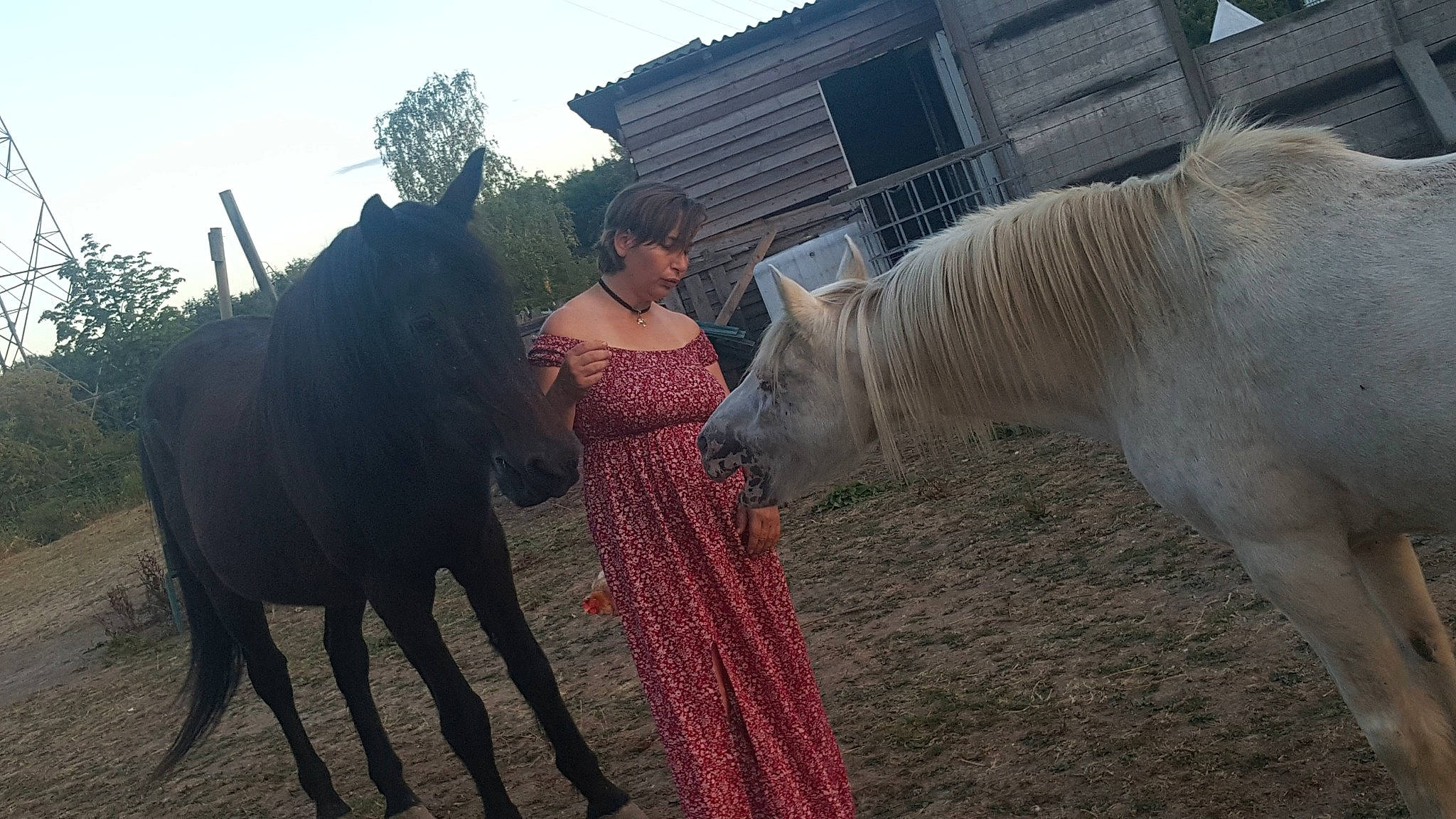 Topaze participe au concours pour gagner de l'argent avec cette photo : farm, grass, horse, horse_like_mammal, horse_supplies, horse_tack, livestock, mane, mare, mustang_horse, pack_animal, pasture, person, ranch, stallion, tree