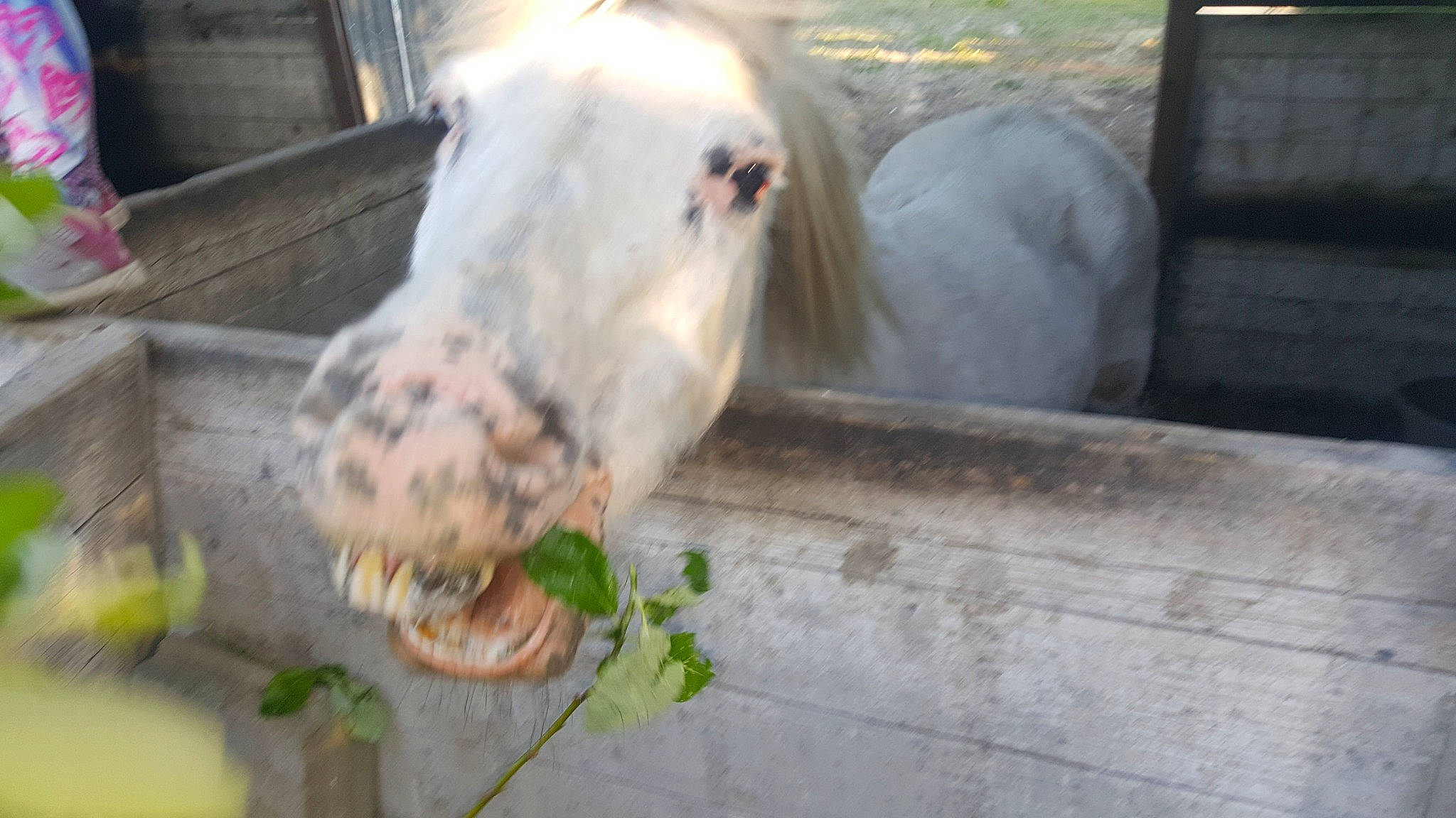 Miss a rejoint le concours — aidez-le/la à gagner de superbes lots ! fauna, snout