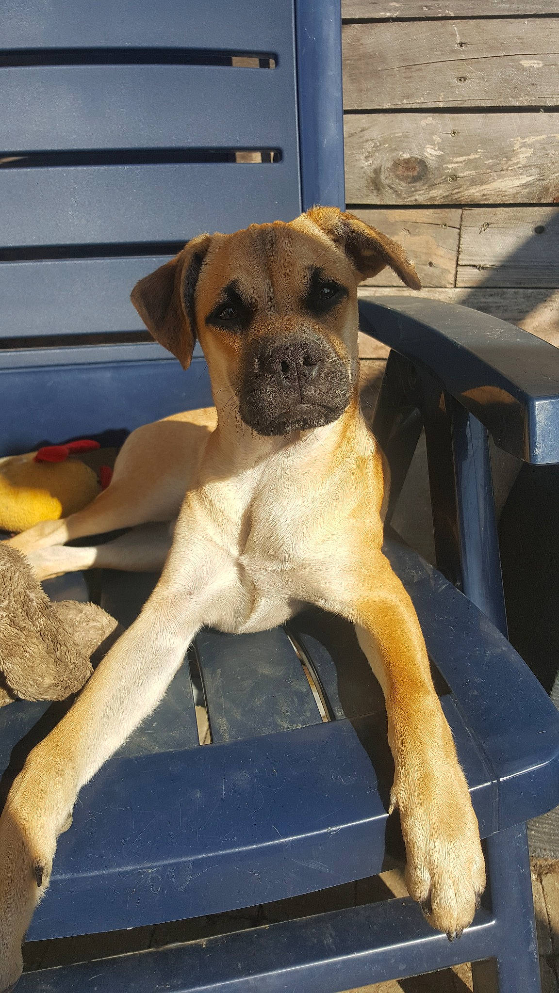 Tutty participe au concours pour gagner de l'argent avec cette photo : boxer, bullmastiff, carnivoran, dog, dog_breed, dog_breed_group, dog_like_mammal, fawn, pug, puggle, puppy, snout