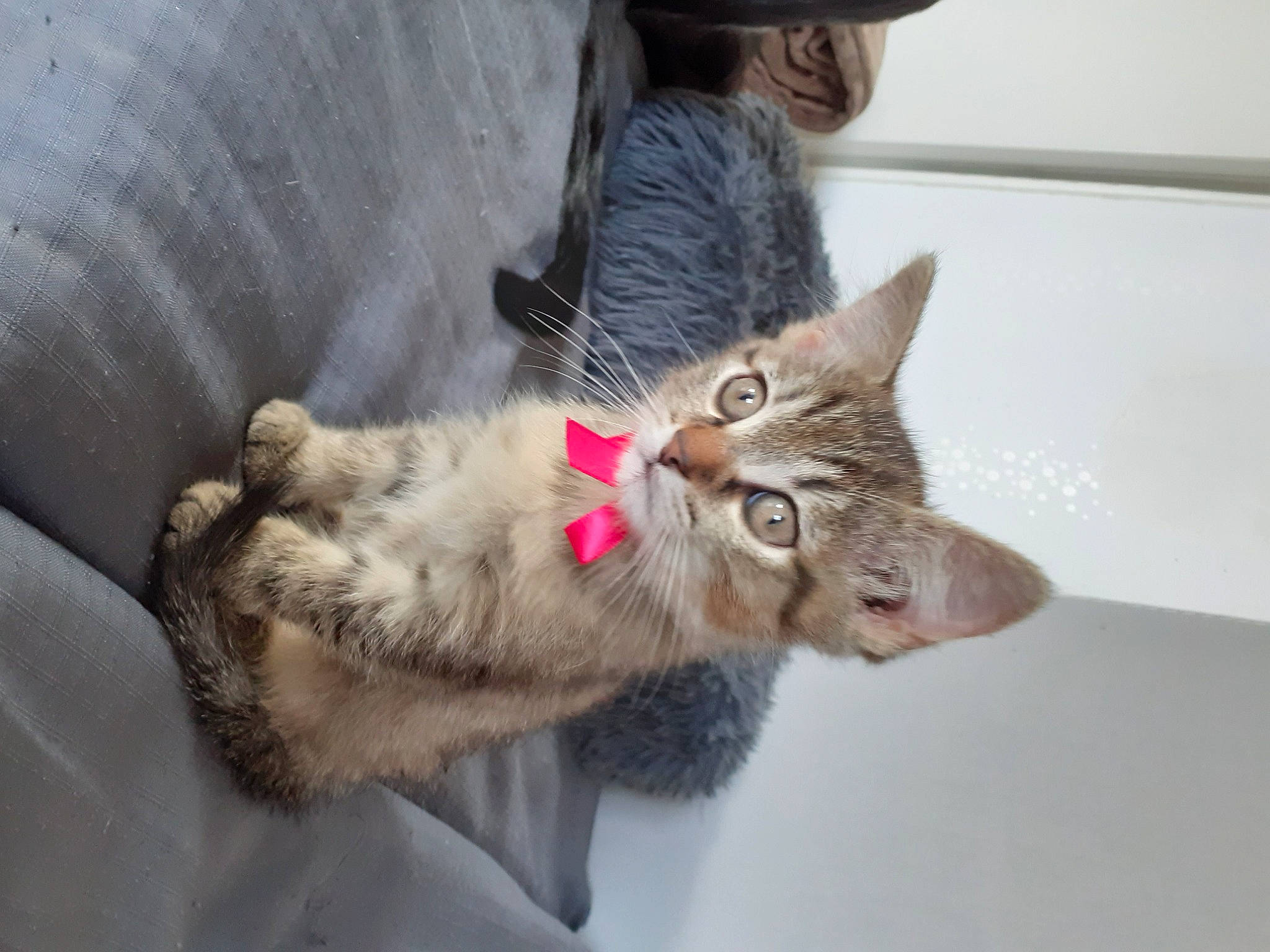 Risette participe au concours pour gagner de l'argent avec cette photo : carnivore, cat, claw, comfort, domestic_short_haired_cat, fawn, fedora, felidae, fur, hat, kitten, paw, pet_supply, small_to_medium_sized_cats, snout, sun_hat, tabby_cat, vertebrate, whiskers