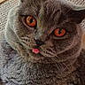 Willow participe au concours pour gagner de l'argent avec cette photo : animal, cat, close_up, cute, domestic_cat, ears, expression, face, feline, fluffy, fur, gray, indoor, muzzle, orange_eyes, pet, playful, texture, tongue_out, whiskers