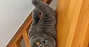 Willow participe au concours pour gagner de l'argent avec cette photo : animal, cat, claws, closeup, curious, cute, domestic, feline, fur, gray_cat, indoor, looking_up, mammal, orange_eyes, pet, playful, resting, upside_down, whiskers, wooden_railing