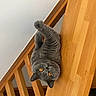 cat, gray_cat, orange_eyes, wooden_railing, upside_down, curious, pet, feline, indoor, fur, whiskers, claws, playful, animal, domestic, looking_up, closeup, cute, mammal, resting