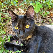 Persephone is registered to the contest to win money with this photo: animal, black_cat, cat, close_up, ears, feline, fur, garden, golden_eyes, grass, leaves, lying_down, nature, outdoor, pet, portrait, staring, sunlight, whiskers, wildlife