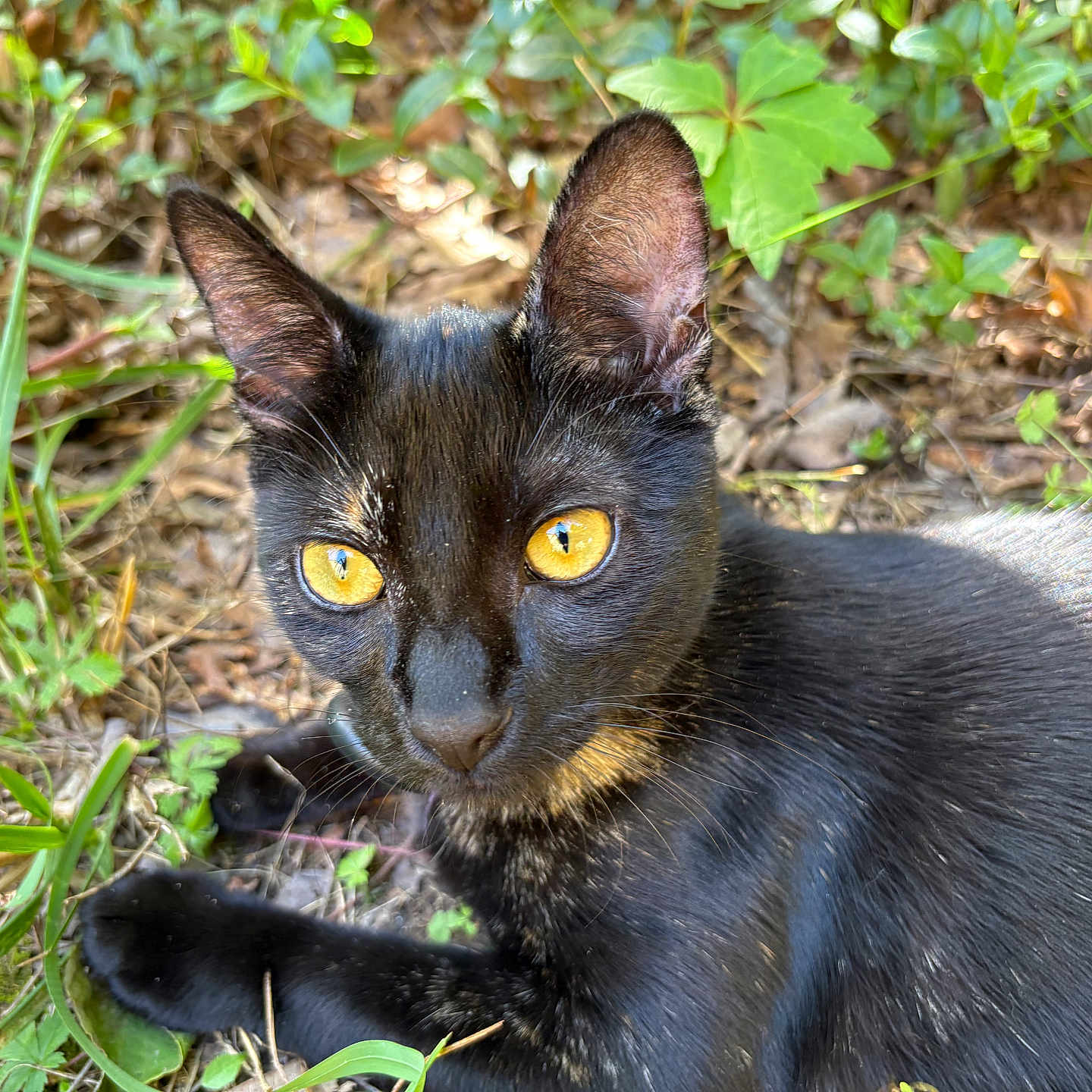 Persephone is registered to the contest to win money with this photo: animal, black_cat, cat, close_up, ears, feline, fur, garden, golden_eyes, grass, leaves, lying_down, nature, outdoor, pet, portrait, staring, sunlight, whiskers, wildlife