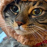 Grayson joined the competition — help win amazing prizes! cat, tabby, close_up, whiskers, fur, knitted_hood, cozy, pet, animal, cute, face, eyes, indoor, portrait, mammal, feline, fur_pattern, nose, curious, soft_texture