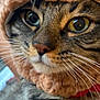 animal, cat, close_up, cozy, curious, cute, eyes, face, feline, fur, fur_pattern, indoor, knitted_hood, mammal, nose, pet, portrait, soft_texture, tabby, whiskers