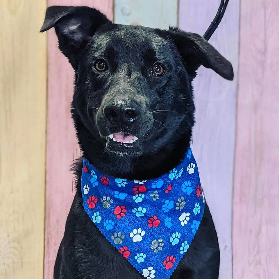 Buddy is registered to the contest to win money with this photo: carnivore, collar, companion_dog, dog, dog_breed, dog_clothes, dog_collar, dog_supply, electric_blue, fashion_accessory, fawn, fur, leash, pattern, pet_supply, sleeve, snout, toy_dog, whiskers, working_animal