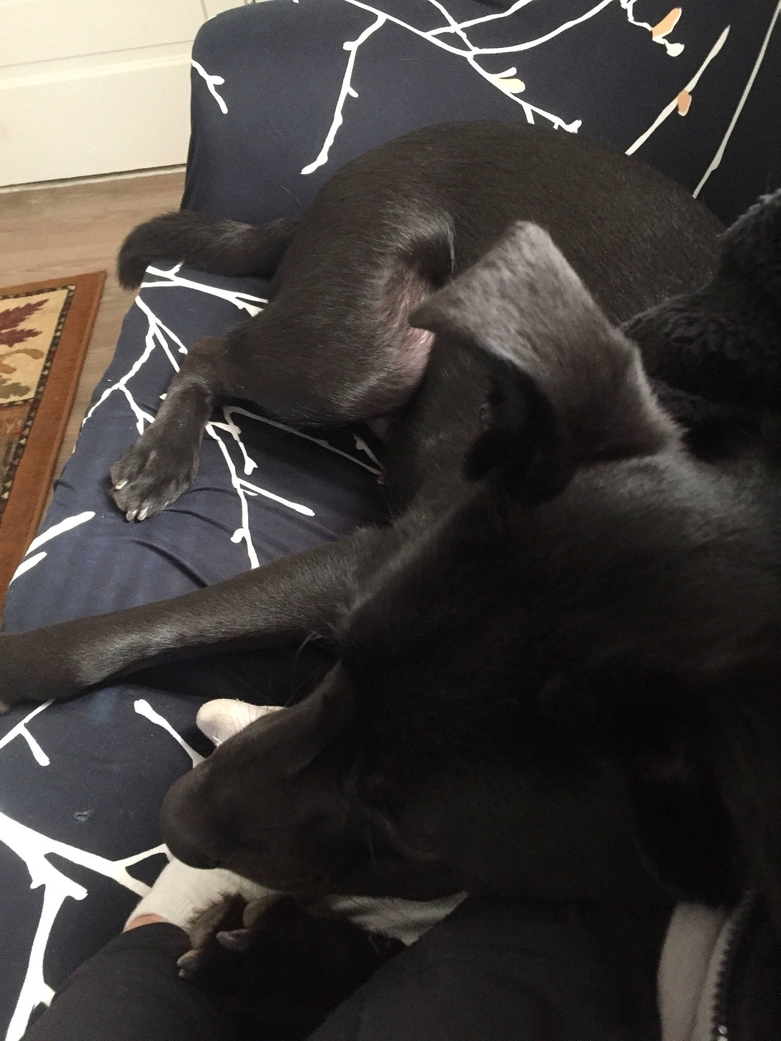 Buddy is registered to the contest to win money with this photo: bedding, carmine, chair, comfort, darkness, felidae, flooring, font, fur, grey, hardwood, human_leg, linens, metal, sitting, small_to_medium_sized_cats, tail, tints_and_shades, whiskers, wood