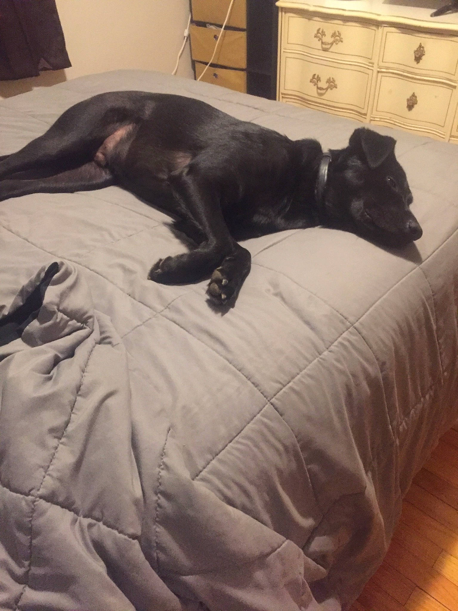 Buddy joined the competition — help win amazing prizes! art, bed, bed_frame, bedding, bedroom, carnivore, comfort, companion_dog, dog, dog_breed, felidae, floor, flooring, furniture, grey, hardwood, linens, pillow, tail, wood