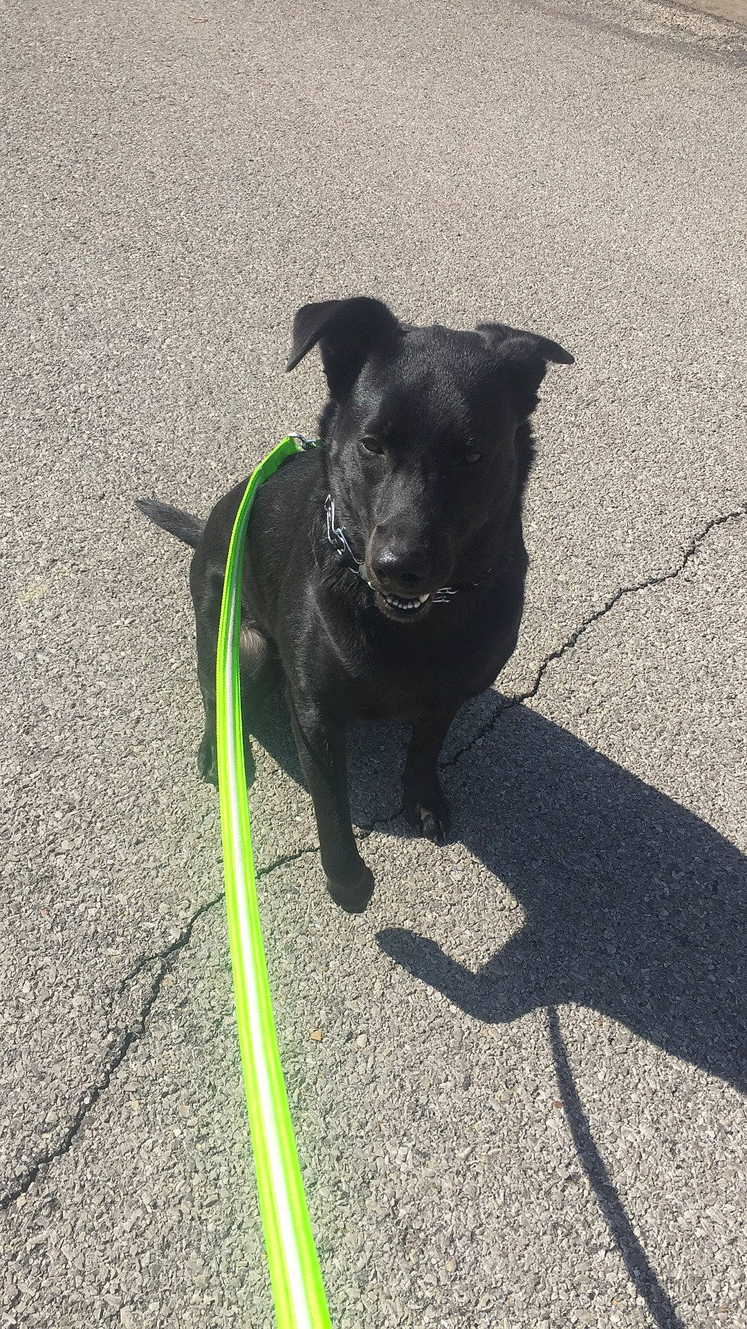 Buddy joined the competition — help win amazing prizes! asphalt, carnivore, collar, companion_dog, dog, dog_breed, dog_collar, dog_supply, fashion_accessory, grass, leash, personal_protective_equipment, pet_supply, road_surface, shadow, snout, sporting_group, tail, whiskers, working_animal