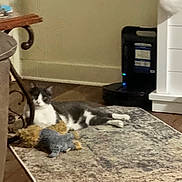 Mr.jingles is registered to the contest to win money with this photo: animal, carpet, cat, cozy, decor, floor, furniture, gray_cat, home, indoor, living_room, pet, relaxed, resting, rug, stuffed_toy, table, toy, white_cat, wood_floor