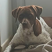 Rallye participe au concours pour gagner de l'argent avec cette photo : animal, blanket, brown, calm, canine, companion, dog, domestic, ears, floor, furry, indoor, looking, lying_down, pet, quiet, resting, snout, wall, white