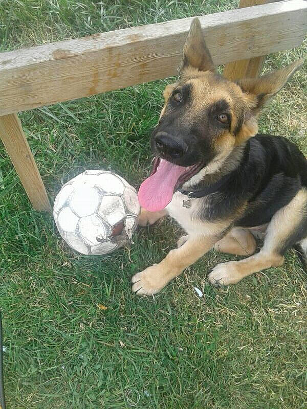 Sarabi joined the competition — help win amazing prizes! ball, canidae, carnivore, dog, dog_breed, east_european_shepherd, fawn, german_shepherd_dog, grass, king_shepherd, mammal, old_german_shepherd_dog, snout, vertebrate, working_dog