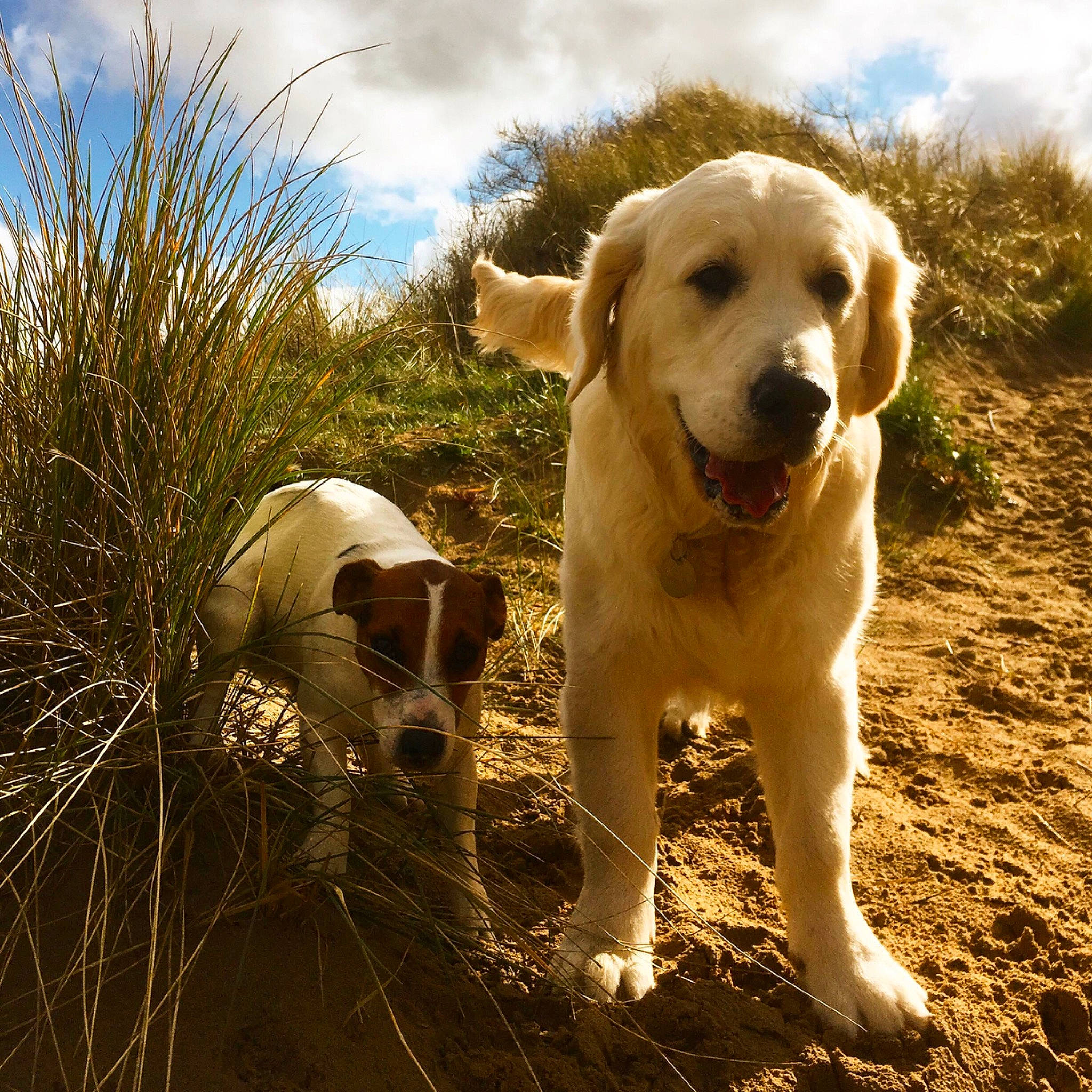 Caio joined the competition — help win amazing prizes! akbash_dog, canidae, carnivore, companion_dog, dog, dog_breed, fawn, golden_retriever, hunting_dog, labrador_retriever, livestock_guardian_dog, mammal, puppy, retriever, snout, sporting_group, tail, vertebrate