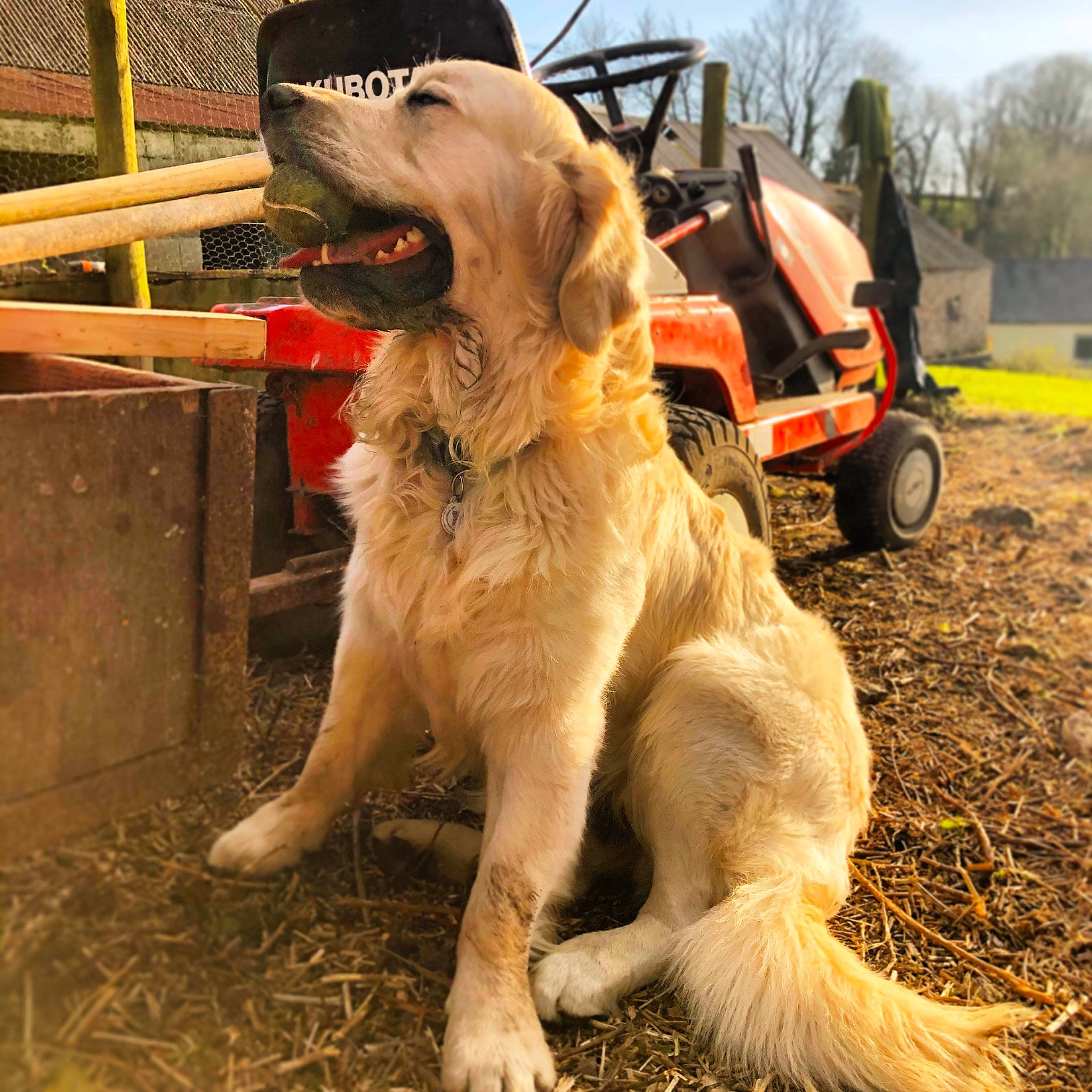 Caio joined the competition — help win amazing prizes! canidae, carnivore, companion_dog, dog, dog_breed, fawn, golden_retriever, hunting_dog, mammal, retriever, sporting_group, vertebrate