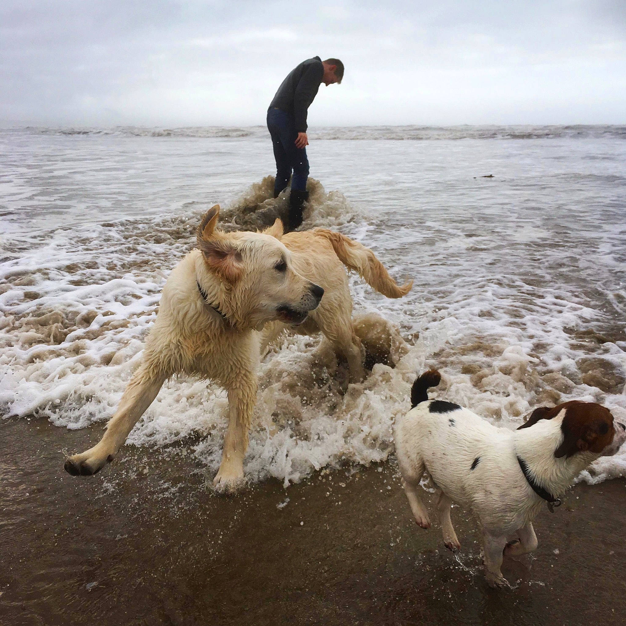 Caio joined the competition — help win amazing prizes! canidae, carnivore, central_asian_shepherd_dog, dog, dog_breed, dog_walking, fox_terrier, mammal, parson_russell_terrier, sporting_group, terrier, vertebrate, wire_hair_fox_terrier