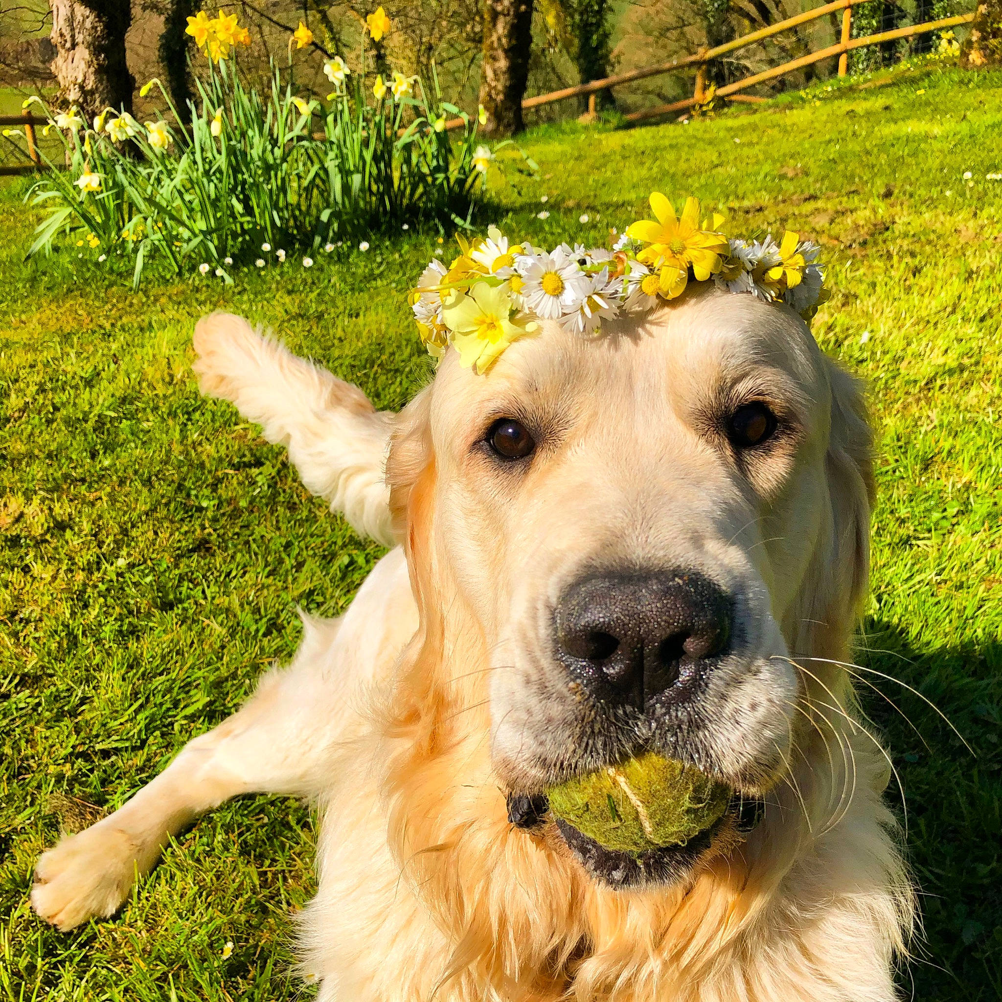 Caio joined the competition — help win amazing prizes! canidae, carnivore, companion_dog, dog, dog_breed, fawn, flat_coated_retriever, flower, golden_retriever, grass, labrador_retriever, lawn, plant, retriever, shrub, snout, sporting_group, yellow