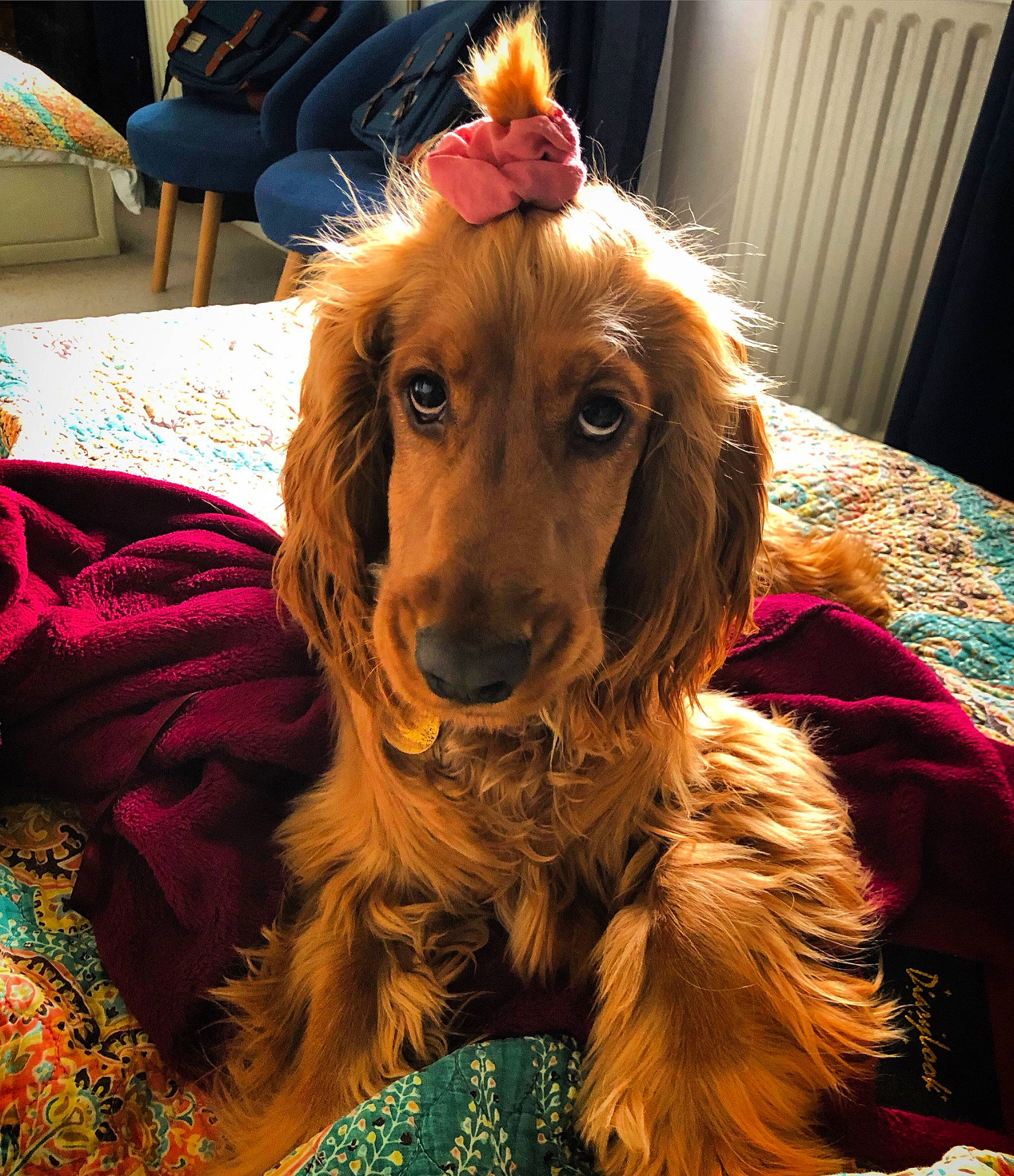 Charlie is registered to the contest to win money with this photo: canidae, carnivore, cocker_spaniel, companion_dog, dog, dog_breed, event, fang, fawn, flower, fur, gun_dog, hat, liver, retriever, snout, spaniel, sporting_group, whiskers, working_animal