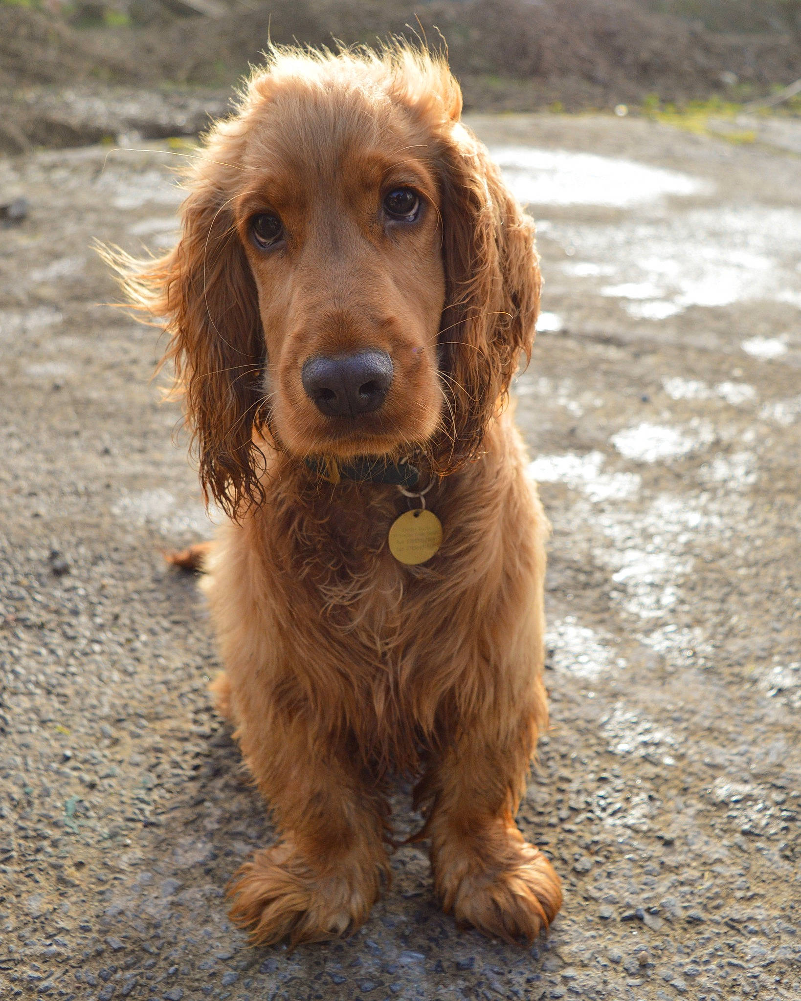 Charlie is registered to the contest to win money with this photo: canidae, carnivore, companion_dog, dog, dog_breed, fawn, fur, gun_dog, hunting_dog, liver, snout, spaniel, sporting_group, terrestrial_animal, water