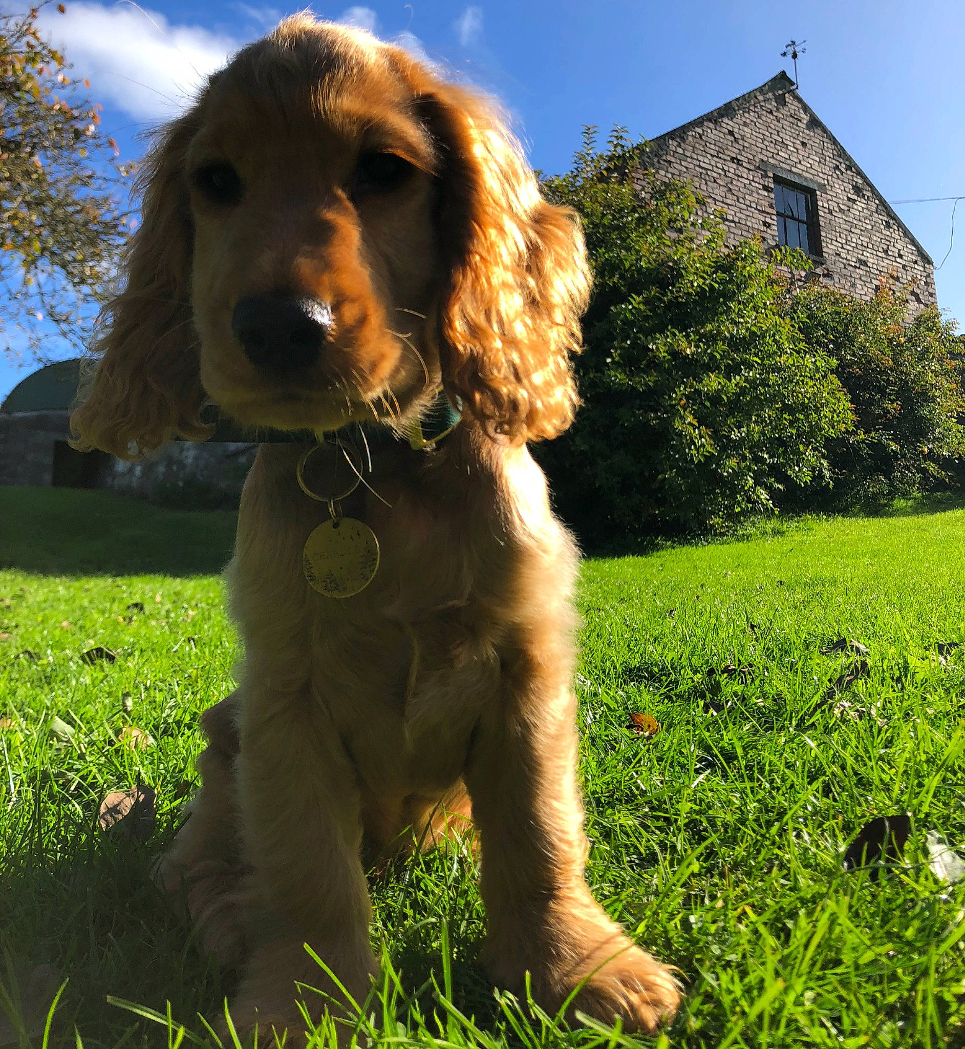Charlie is registered to the contest to win money with this photo: canidae, carnivore, cloud, companion_dog, dog, dog_breed, fawn, grass, gun_dog, hunting_dog, liver, plant, poodle, sky, snout, spaniel, sporting_group, tree, water_dog, window
