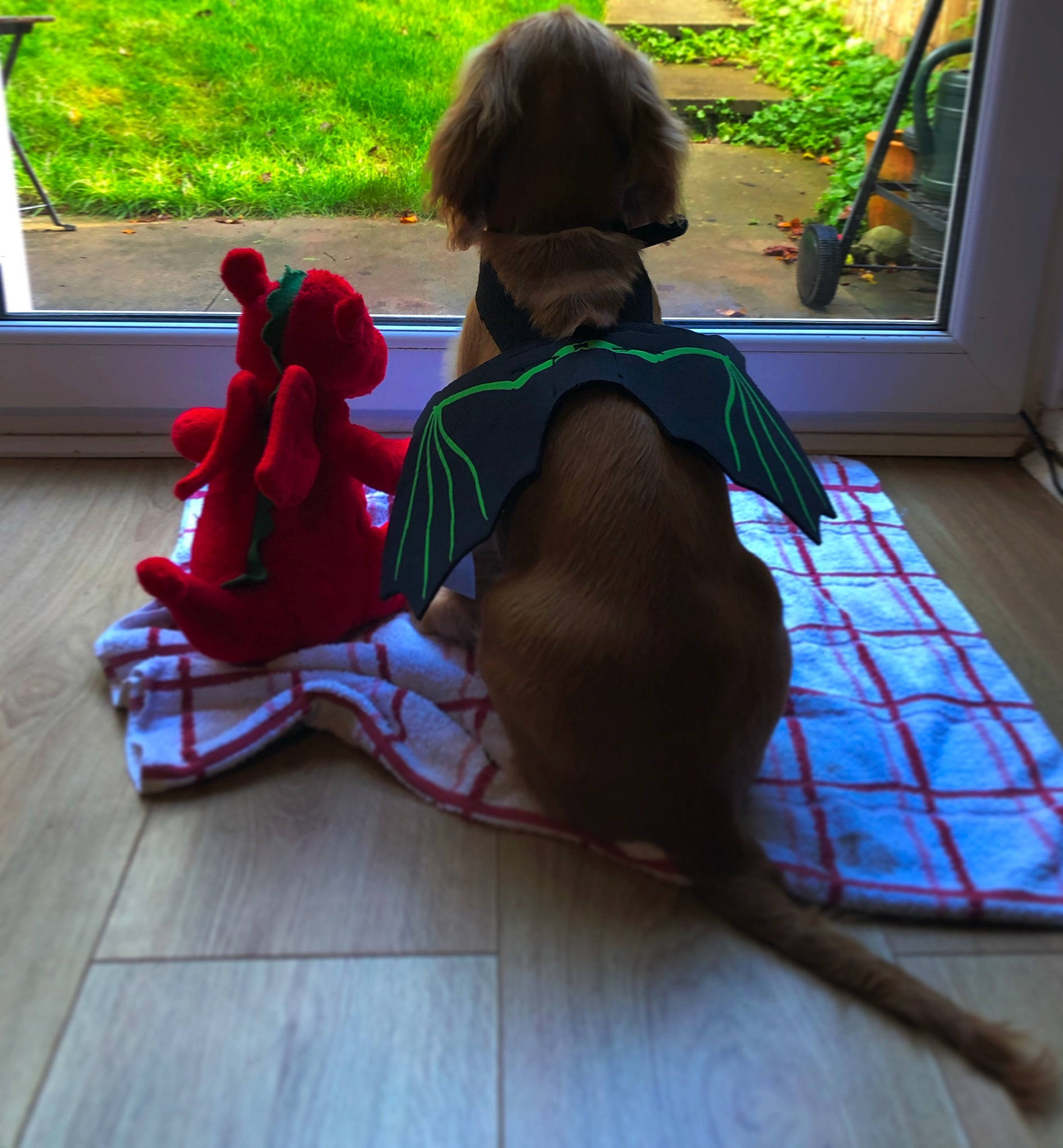 Charlie is registered to the contest to win money with this photo: carmine, fawn, floor, flooring, foot, grass, hardwood, human_leg, laminate_flooring, leg, leisure, pattern, plant, sitting, tail, thigh, tints_and_shades, toy, wood, wood_flooring