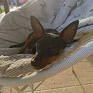 Abby a rejoint le concours — aidez-le/la à gagner de superbes lots ! dog, pet, animal, black_dog, brown_dog, small_dog, ear, cushion, chair, outdoor, sunlight, relaxed, cozy, furniture, pattern, stripe, daylight, pavement, resting, portrait