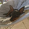 dog, pet, animal, black_dog, brown_dog, small_dog, ear, cushion, chair, outdoor, sunlight, relaxed, cozy, furniture, pattern, stripe, daylight, pavement, resting, portrait