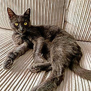 Vanille a rejoint le concours — aidez-le/la à gagner de superbes lots ! cat, gray_cat, feline, pet, sofa, couch, upholstery, corduroy_texture, indoor, lounging, paws, whiskers, ears, yellow_eyes, fur, relaxed, portrait, close_up, home, tail