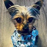 Peanut joined the competition — help win amazing prizes! dog, small_dog, blue_bandana, cartoon_print, paw_prints, pet, cute, indoor, wooden_floor, close_up, fur, ears, animal, adorable, looking_at_camera, portrait, companion, friendly, domestic_animal, canine