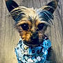 dog, small_dog, blue_bandana, cartoon_print, paw_prints, pet, cute, indoor, wooden_floor, close_up, fur, ears, animal, adorable, looking_at_camera, portrait, companion, friendly, domestic_animal, canine