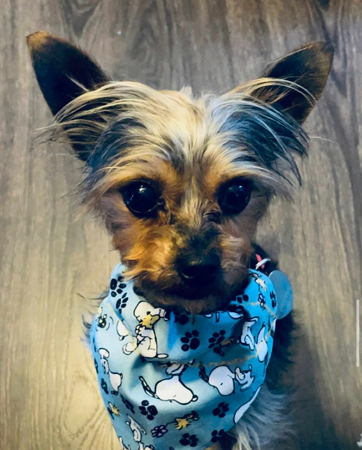 Peanut