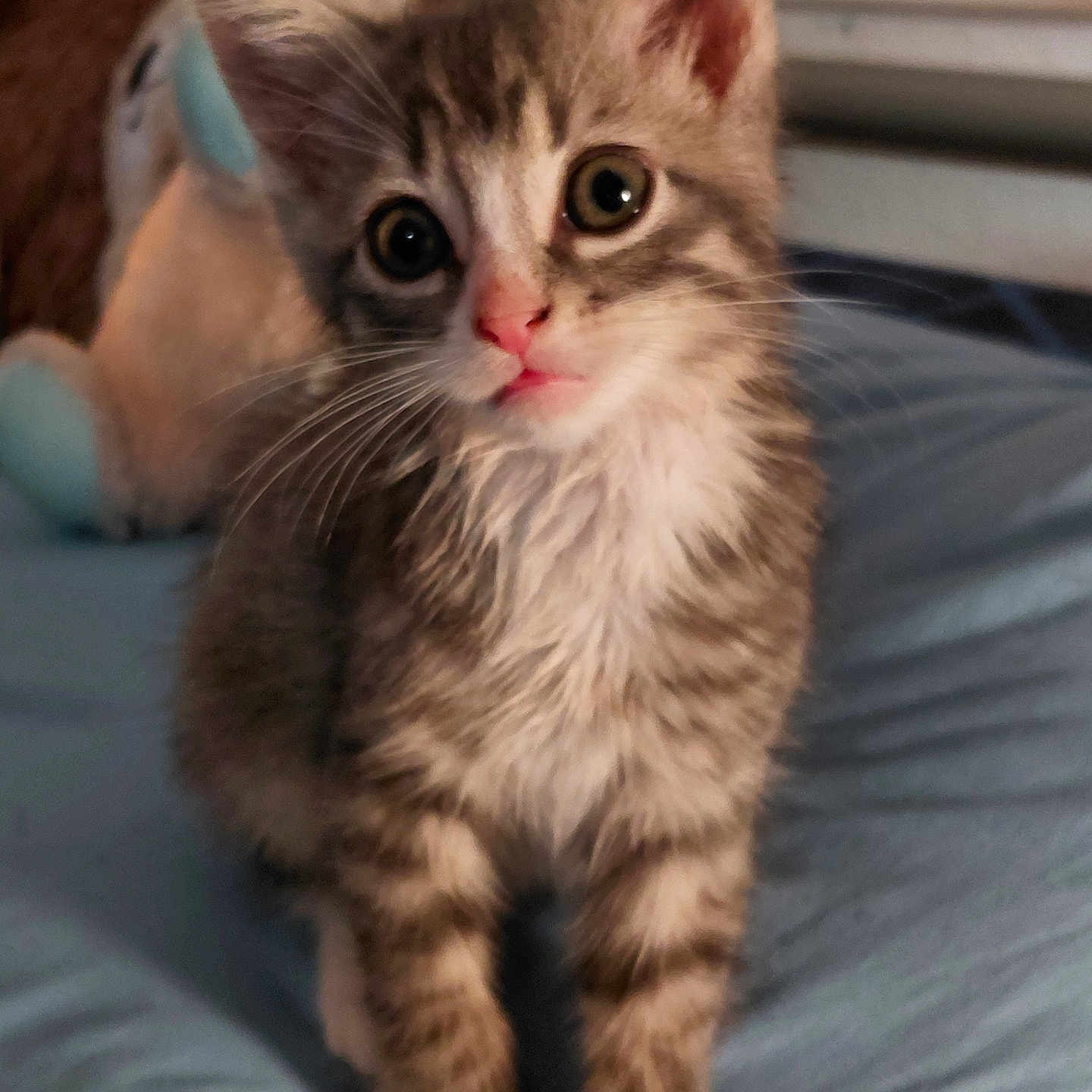 Junior