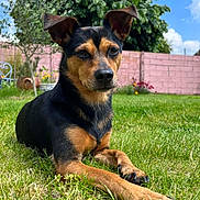 Maya participe au concours pour gagner de l'argent avec cette photo : animal, black_and_tan, blue_sky, canine, dog, ears_up, fence, garden, grass, lawn, nature, outdoor, paw, pet, pink_wall, portrait, relaxed, sky, sunny, tree