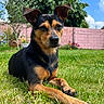 animal, black_and_tan, blue_sky, canine, dog, ears_up, fence, garden, grass, lawn, nature, outdoor, paw, pet, pink_wall, portrait, relaxed, sky, sunny, tree