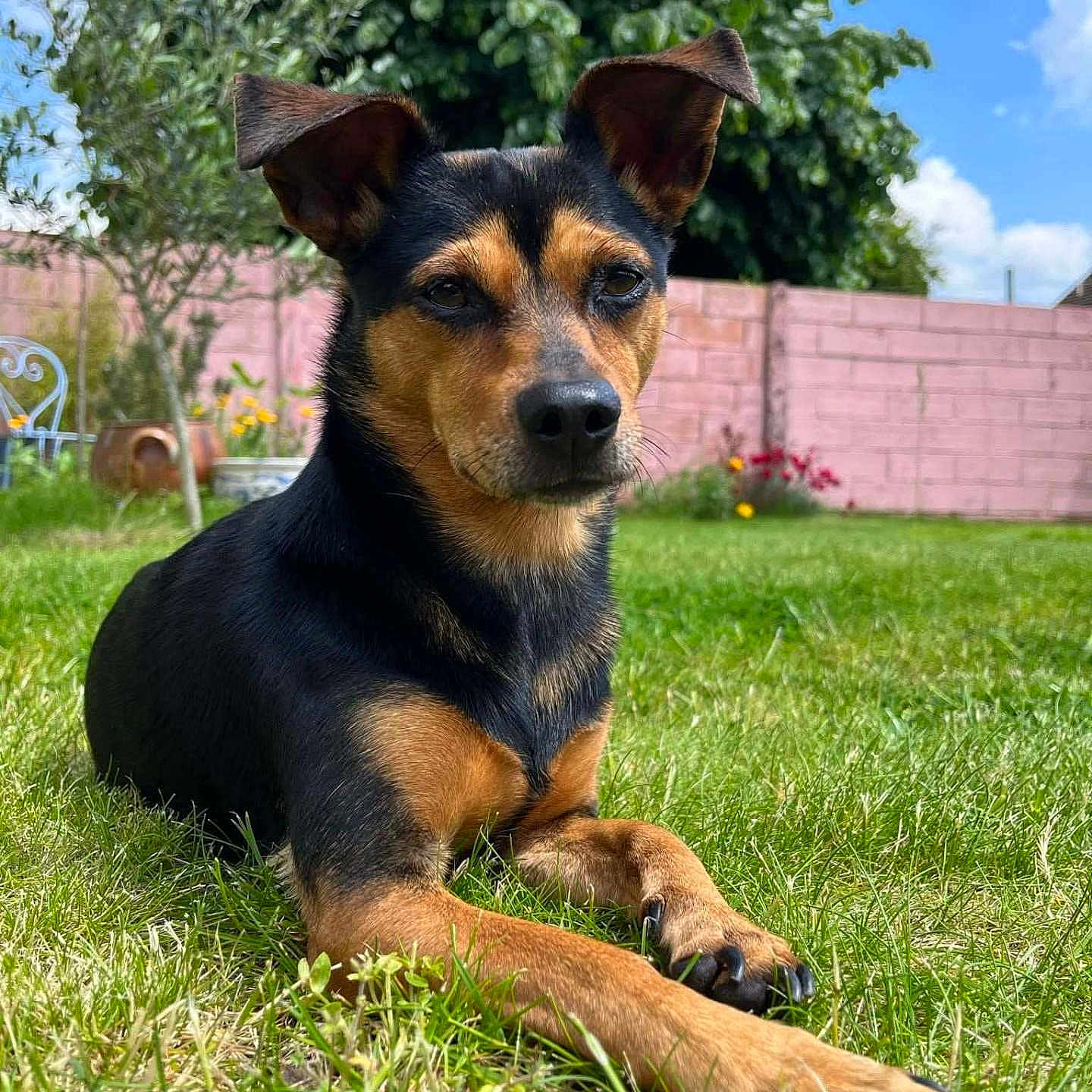 Maya participe au concours pour gagner de l'argent avec cette photo : animal, black_and_tan, blue_sky, canine, dog, ears_up, fence, garden, grass, lawn, nature, outdoor, paw, pet, pink_wall, portrait, relaxed, sky, sunny, tree