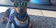 Fang is registered to the contest to win money with this photo: black_and_tan, bright_light, canine, casual, collar, dog, ears_up, floor, gold_chain, gray_shirt, gym_equipment, indoor, leash, mat, pet_accessories, posing, reflection, resting, stylish, sunglasses