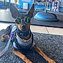 dog, sunglasses, gold_chain, gray_shirt, leash, mat, indoor, gym_equipment, reflection, ears_up, pet_accessories, black_and_tan, canine, resting, casual, bright_light, floor, collar, stylish, posing