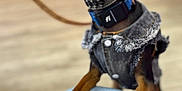 Fang is registered to the contest to win money with this photo: dog, sunglasses, denim_vest, paws, indoors, floor, leash, collar, pet_accessory, furniture, jeans, blurred_background, small_dog, brown_dog, black_dog, fashionable, posing, canine, pet, human_leg