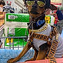 dog, shopping_cart, helmet, sunglasses, gold_chain, harness, blue_blanket, store_interior, shopping, pet, canine, reflection, fashion, accessories, leash, retail, people, casual, indoor, animal