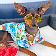 Fang joined the competition — help win amazing prizes! dog, sunglasses, clothing, chain, watermelon, bowl, table, summer, outdoor, pet, fashion, relaxed, colorful, tropical, portrait, canine, accessory, casual, shade, animal