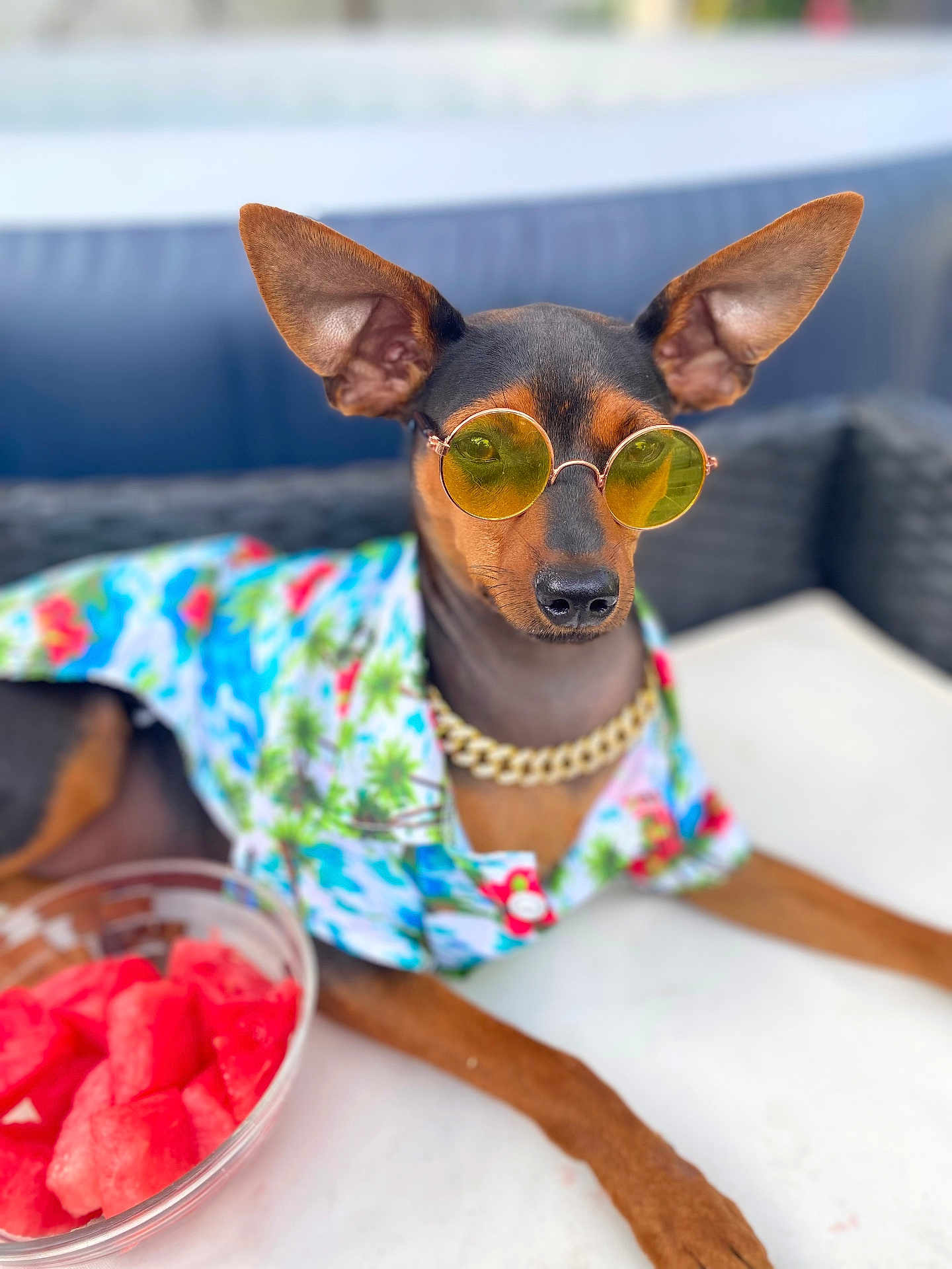 Fang joined the competition — help win amazing prizes! dog, sunglasses, clothing, chain, watermelon, bowl, table, summer, outdoor, pet, fashion, relaxed, colorful, tropical, portrait, canine, accessory, casual, shade, animal