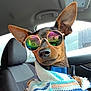 dog, sunglasses, car_interior, rainy_weather, pet, canine, seat, window, collar, fashion, accessory, closeup, portrait, cozy, striped_sweater, rain_drops, reflection, cute, animal, travel