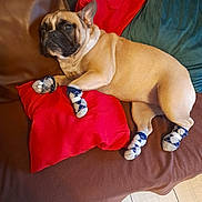 Hope Hope Hope a rejoint le concours — aidez-le/la à gagner de superbes lots ! dog, french_bulldog, socks, couch, pillow, red_pillow, brown_couch, green_pillow, pet, indoor, relaxed, cute, animal, canine, fur, resting, four_legs, paw_wear, home, cozy