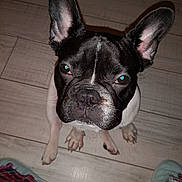 Olaf participe au concours pour gagner de l'argent avec cette photo : boston_terrier, bulldog, carnivoran, dog, dog_breed, dog_breed_group, dog_like_mammal, fawn, french_bulldog, non_sporting_group, olde_english_bulldogge, snout, toy_bulldog, valley_bulldog