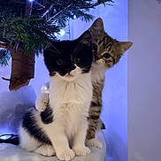 Amour a rejoint le concours — aidez-le/la à gagner de superbes lots ! black_and_white_cat, cat, christmas_lights, christmas_tree, cozy, cute, decorations, eyes, feline, fur, holiday, indoor, kitten, pets, snuggling, soft_lighting, tabby_cat, tree_branch, whiskers, winter